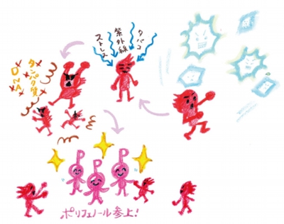 ポリフェノールの「活性酸素」を取り除く働き